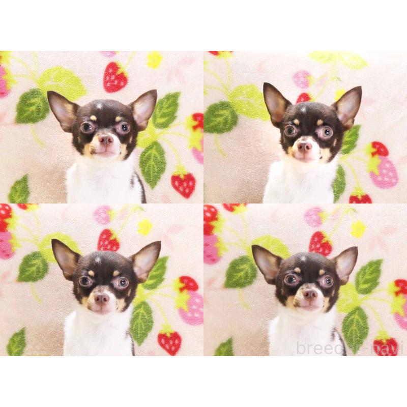 販売中の千葉県のチワワ(ロングコート)-413585の6枚目