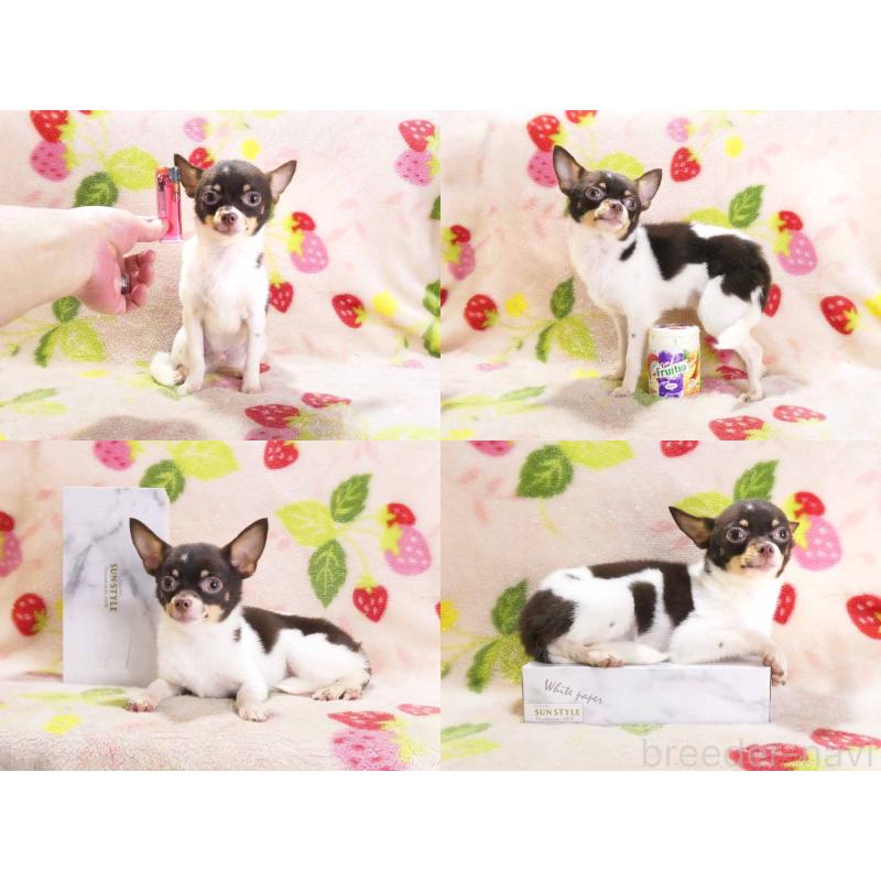 販売中の千葉県のチワワ(ロングコート)-413585の5枚目