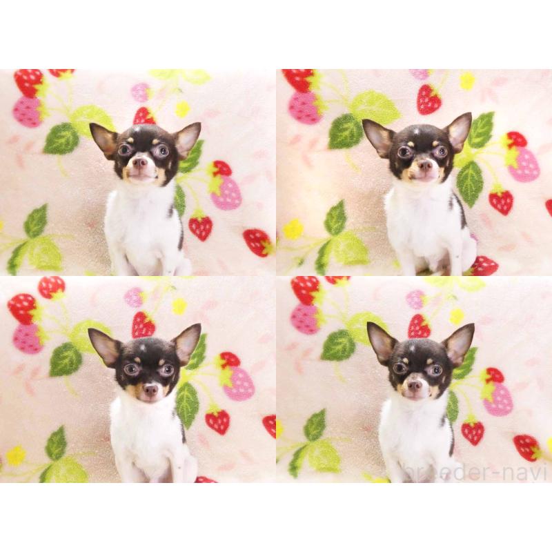 販売中の千葉県のチワワ(ロングコート)-413585の4枚目