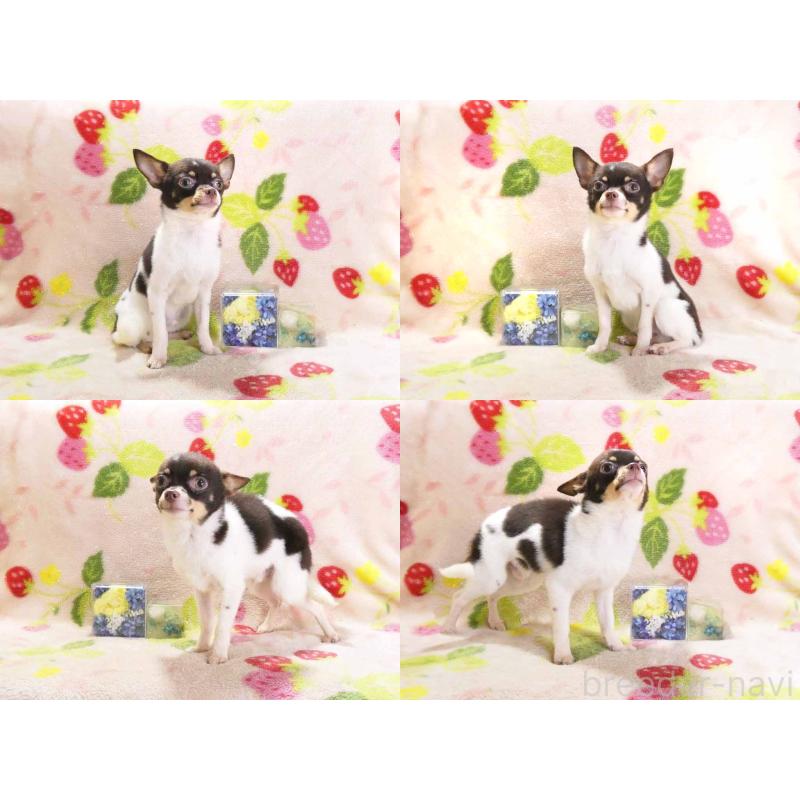 販売中の千葉県のチワワ(ロングコート)-413585の3枚目