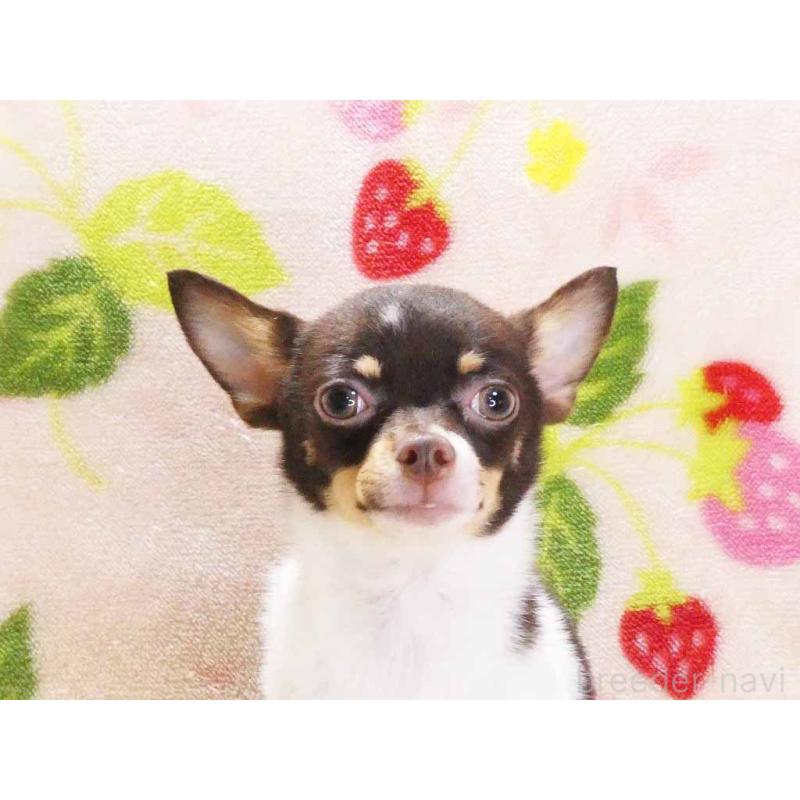 販売中の千葉県のチワワ(ロングコート)-413585の2枚目