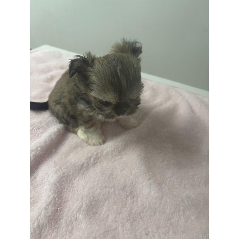 販売中の岐阜県のチワズー:チワワ×シーズー-438625の3枚目