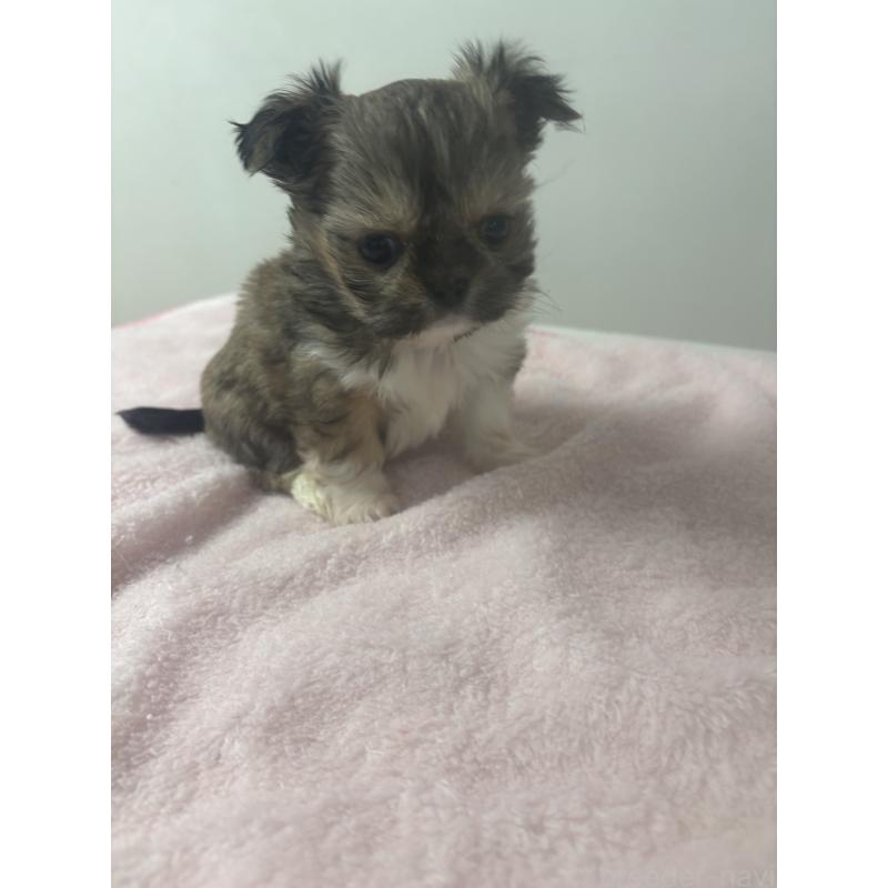 販売中の岐阜県のチワズー:チワワ×シーズー-438625の2枚目