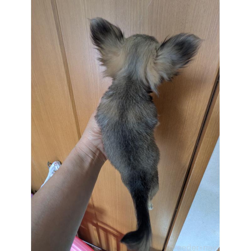 販売中の埼玉県のチワワ(ロングコート)-438630の4枚目