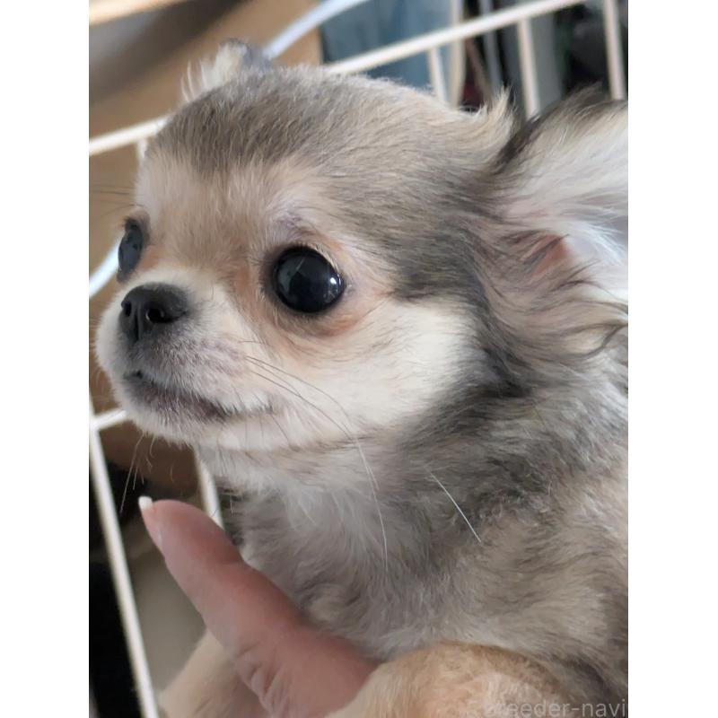 販売中の埼玉県のチワワ(ロングコート)-438630の3枚目