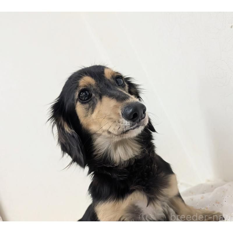 珊瑚（ｻﾝｺﾞ）ちゃん1枚目