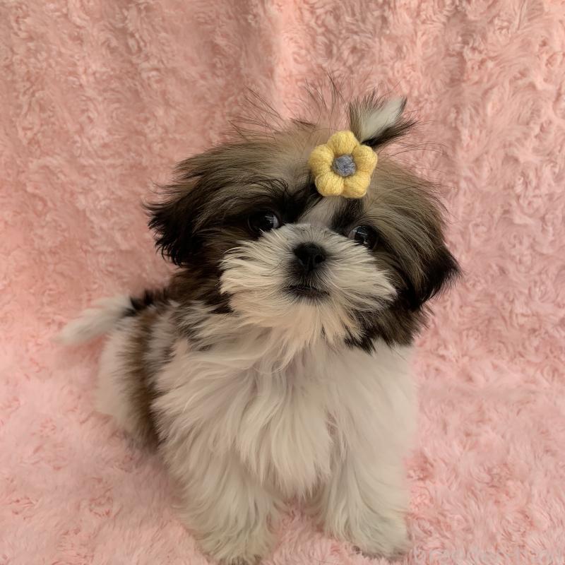 販売中の茨城県のシーズー-427299の1枚目