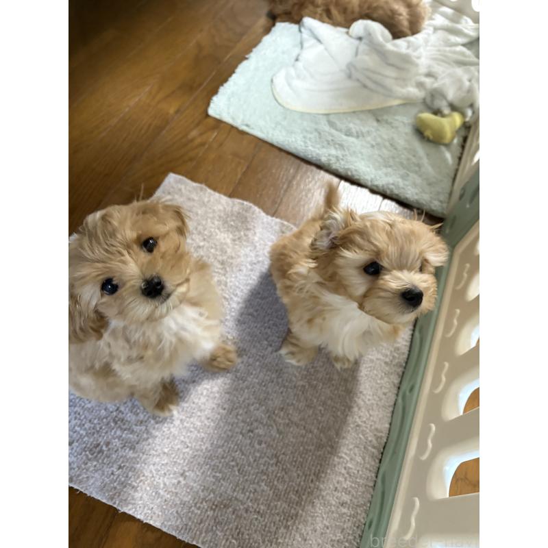 販売中の熊本県のミックス犬-425308の3枚目