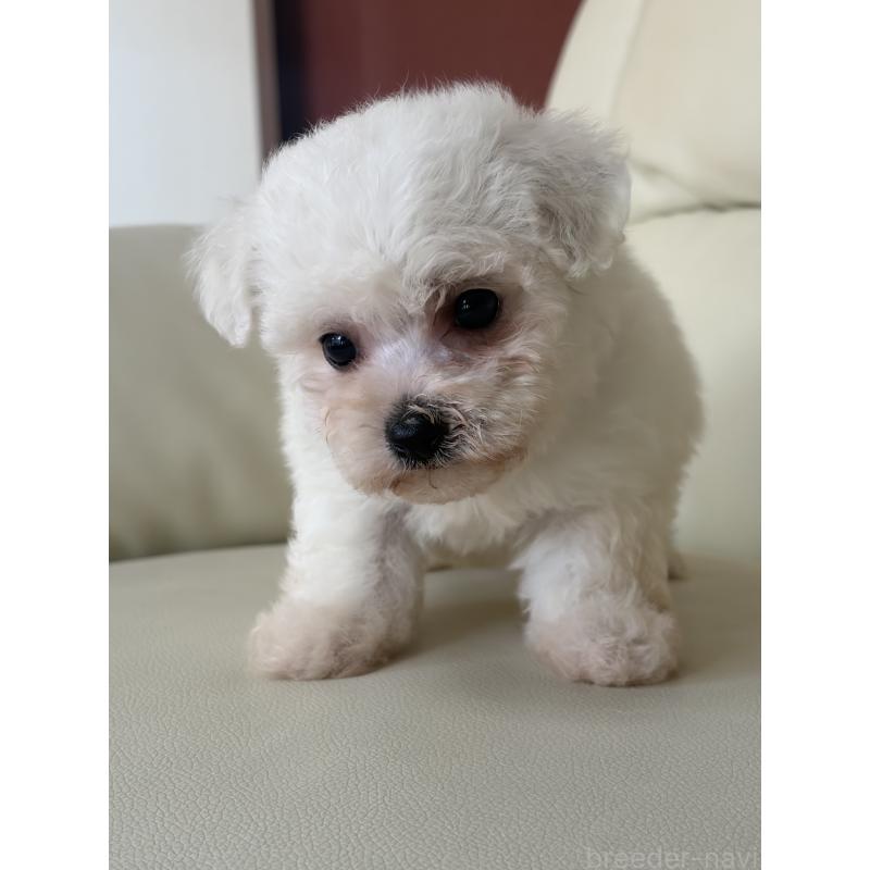 販売中の滋賀県のビションフリーゼ-434578の6枚目