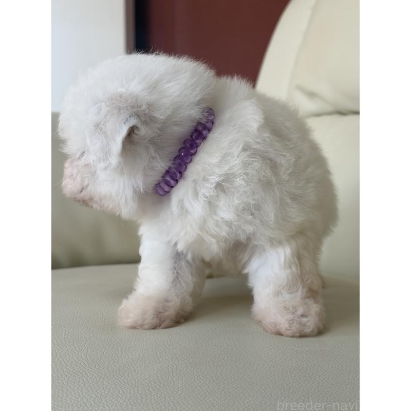 販売中の滋賀県のビションフリーゼ-434578の5枚目