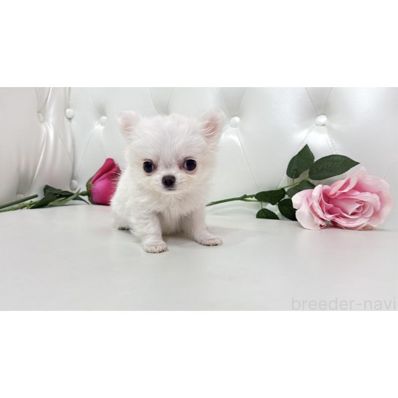 販売中の埼玉県のチワワ(ロングコート)-430704の9枚目