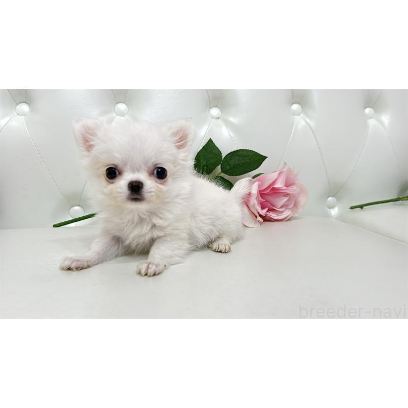 販売中の埼玉県のチワワ(ロングコート)-430704の8枚目