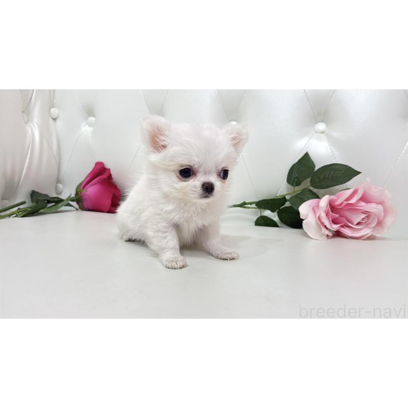 販売中の埼玉県のチワワ(ロングコート)-430704の6枚目