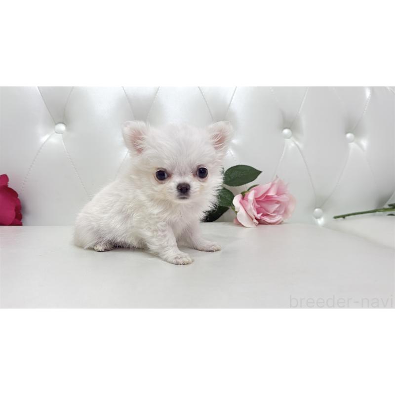 販売中の埼玉県のチワワ(ロングコート)-430704の4枚目