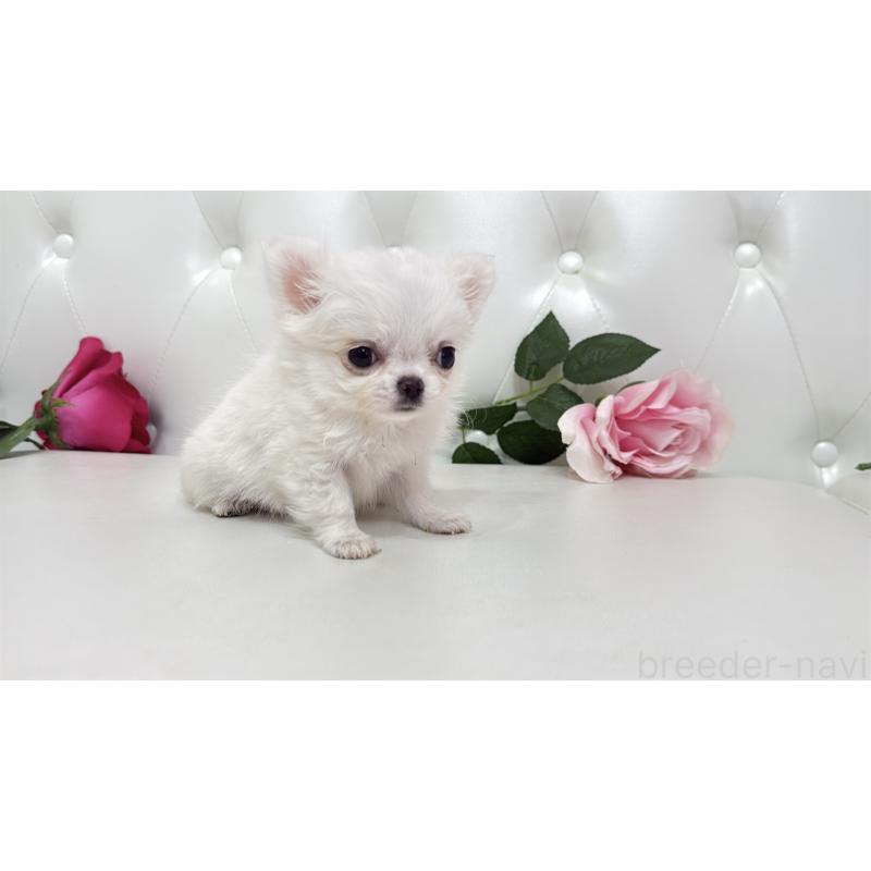 販売中の埼玉県のチワワ(ロングコート)-430704の3枚目