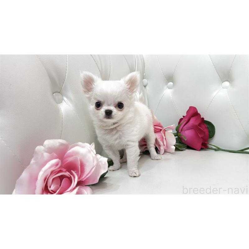 販売中の埼玉県のチワワ(ロングコート)-430710の16枚目