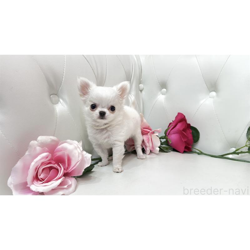 販売中の埼玉県のチワワ(ロングコート)-430710の15枚目