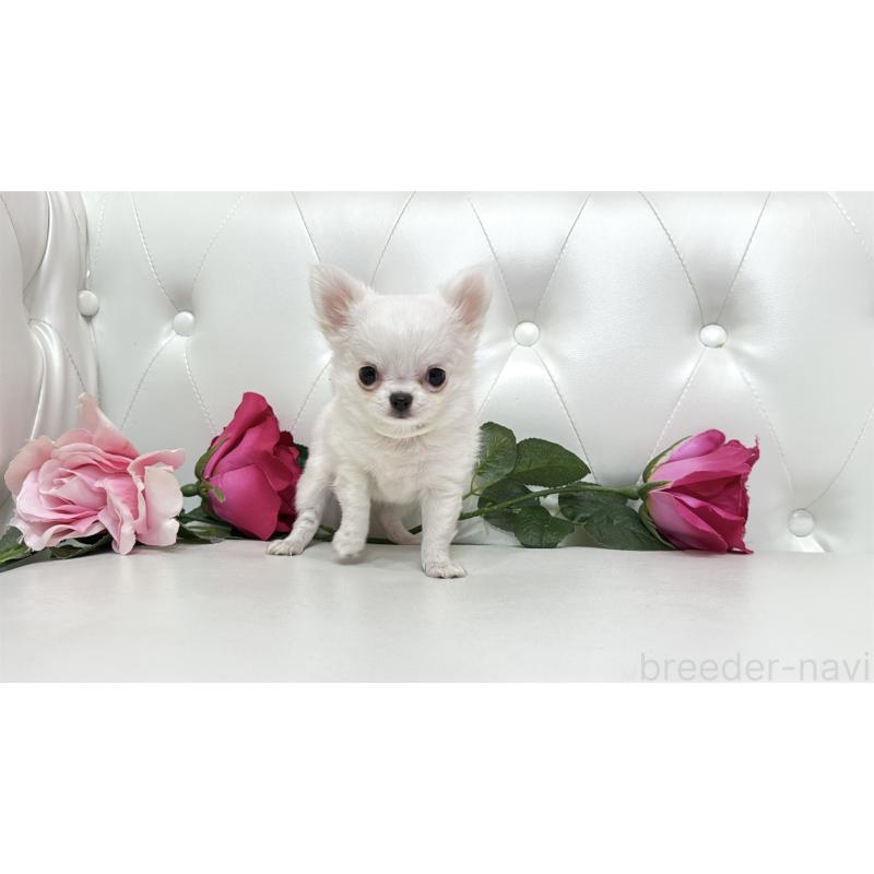 販売中の埼玉県のチワワ(ロングコート)-430710の13枚目