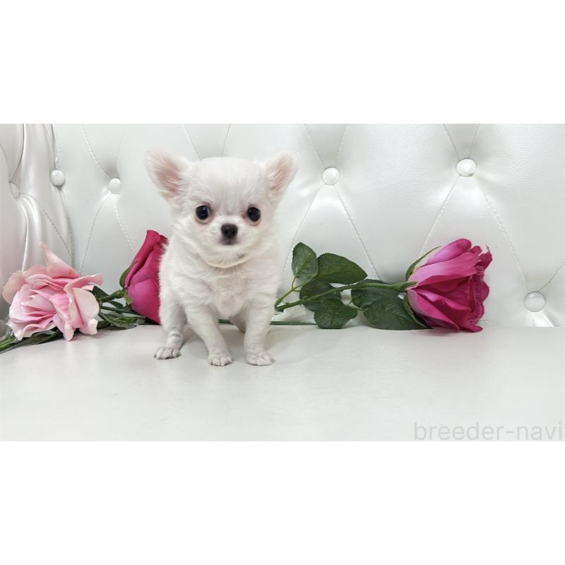 販売中の埼玉県のチワワ(ロングコート)-430710の12枚目