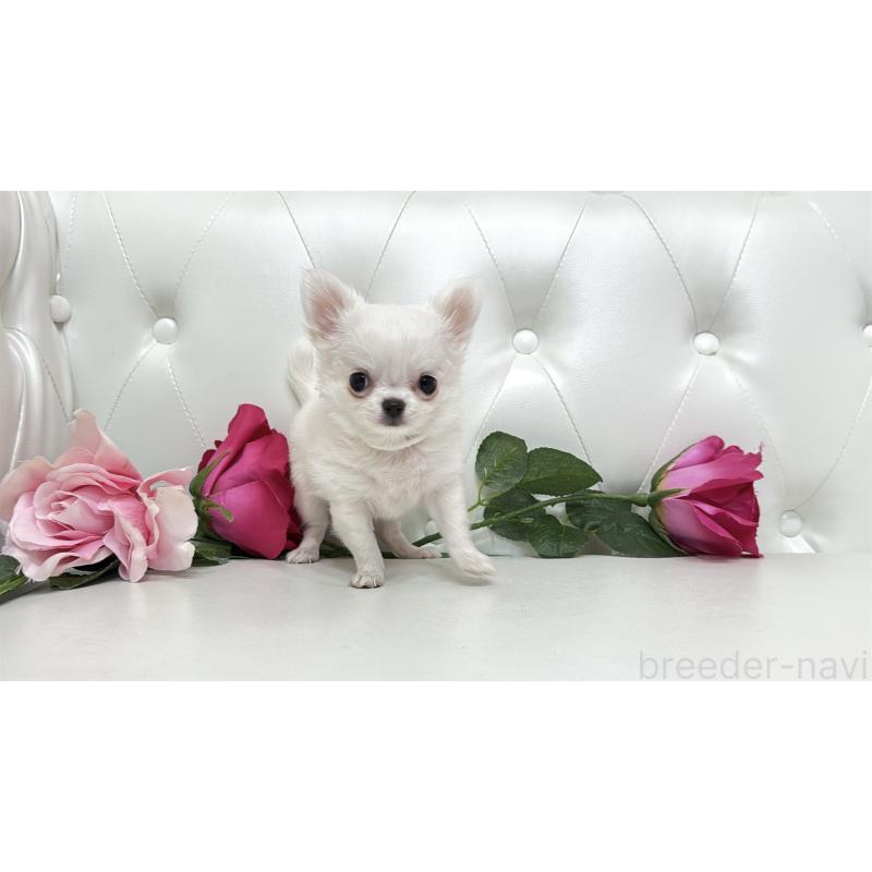 販売中の埼玉県のチワワ(ロングコート)-430710の11枚目