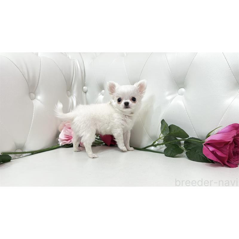 販売中の埼玉県のチワワ(ロングコート)-430710の10枚目