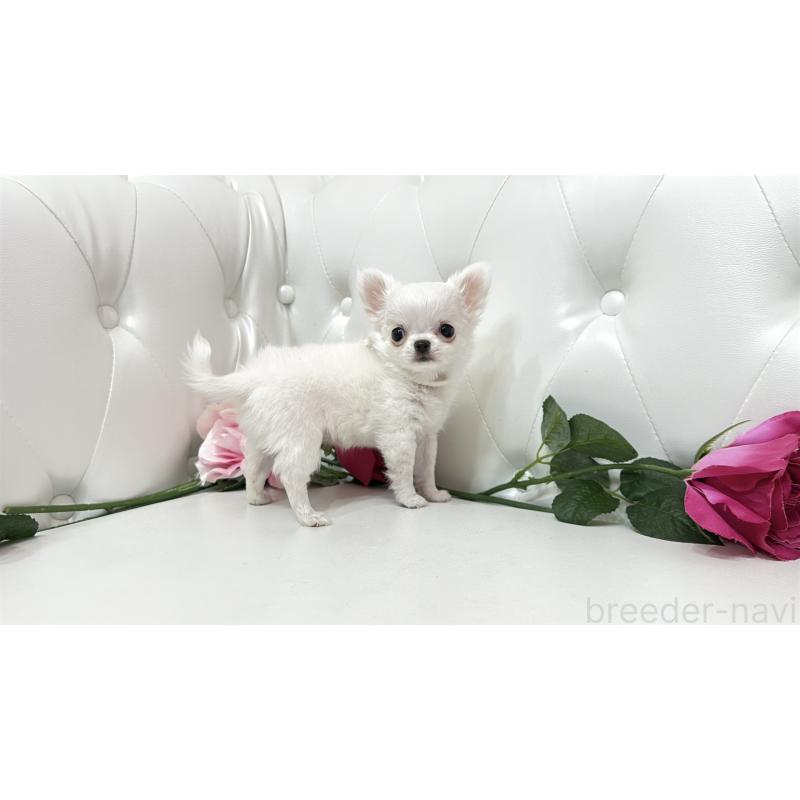 販売中の埼玉県のチワワ(ロングコート)-430710の8枚目