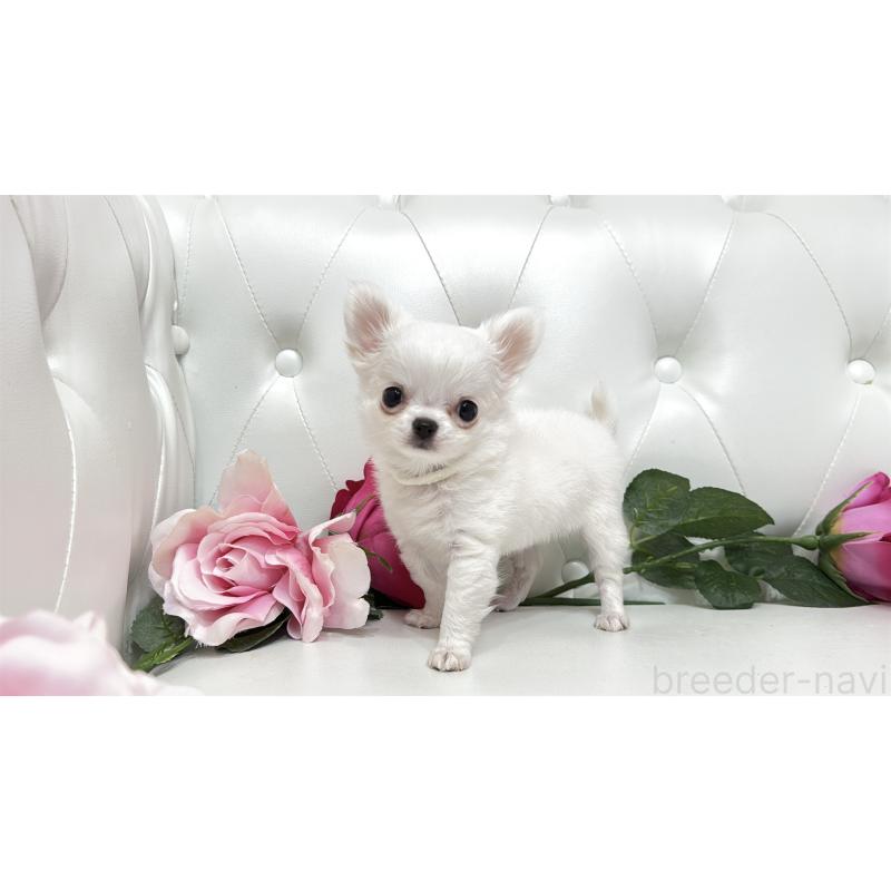 販売中の埼玉県のチワワ(ロングコート)-430710の7枚目