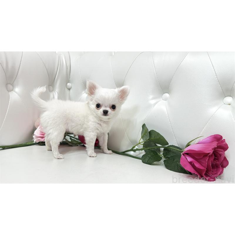 販売中の埼玉県のチワワ(ロングコート)-430710の6枚目