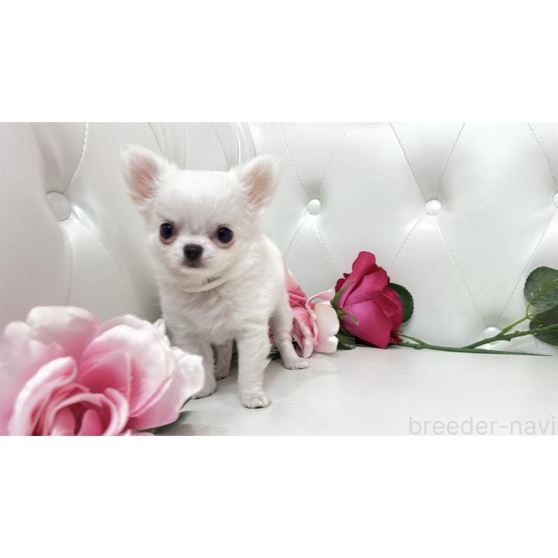 販売中の埼玉県のチワワ(ロングコート)-430710の5枚目