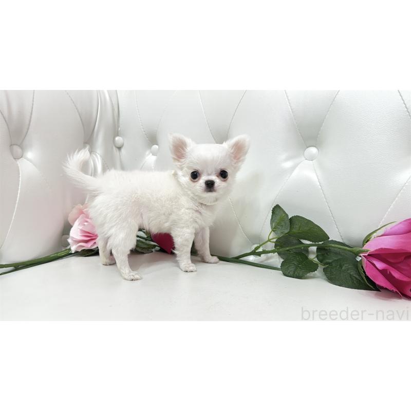 販売中の埼玉県のチワワ(ロングコート)-430710の3枚目