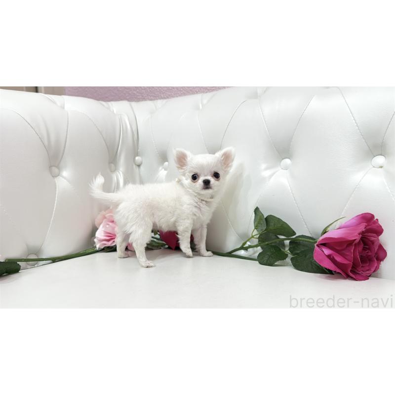 販売中の埼玉県のチワワ(ロングコート)-430710の2枚目