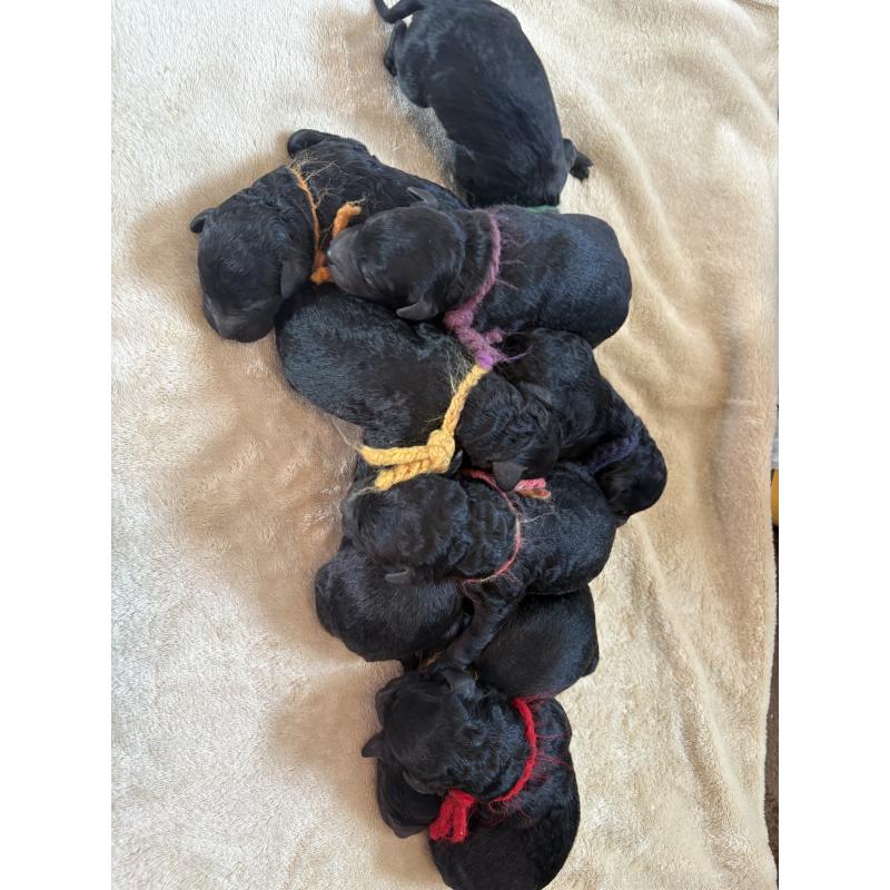 販売中の東京都のミディアムプードル-438627