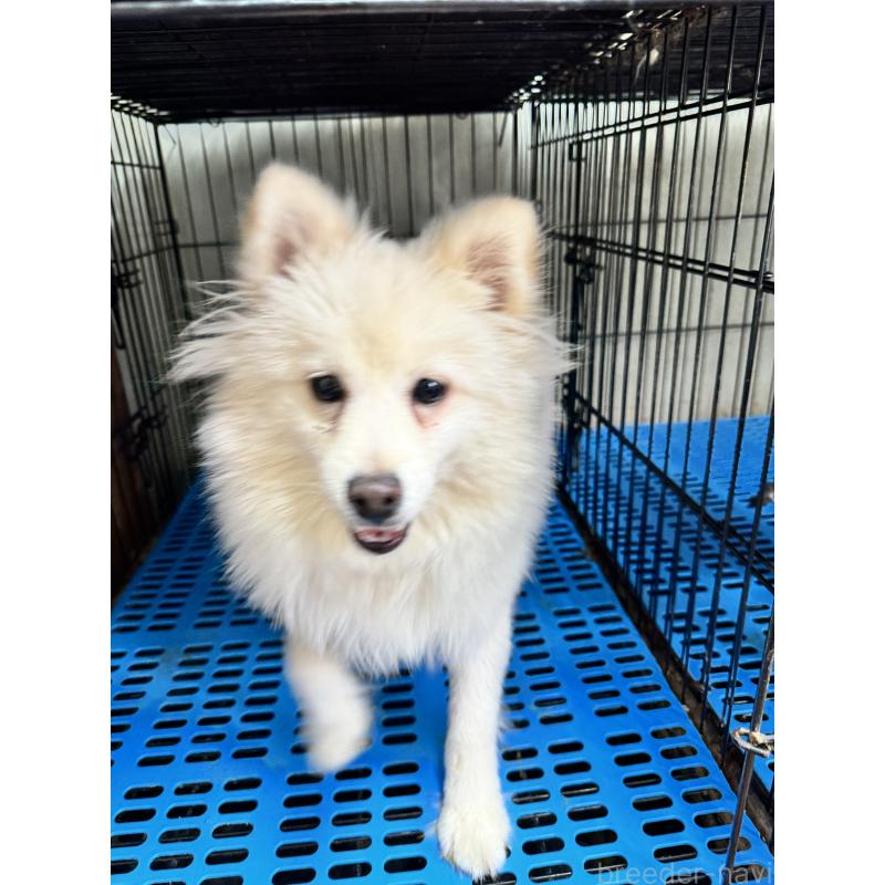 販売中の茨城県の日本スピッツ-436786