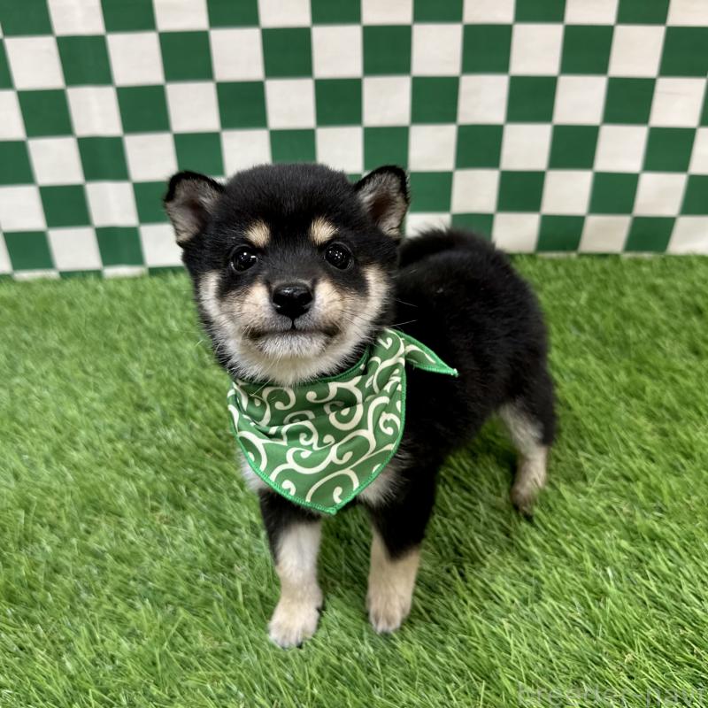 販売中の広島県の豆柴-438628の4枚目