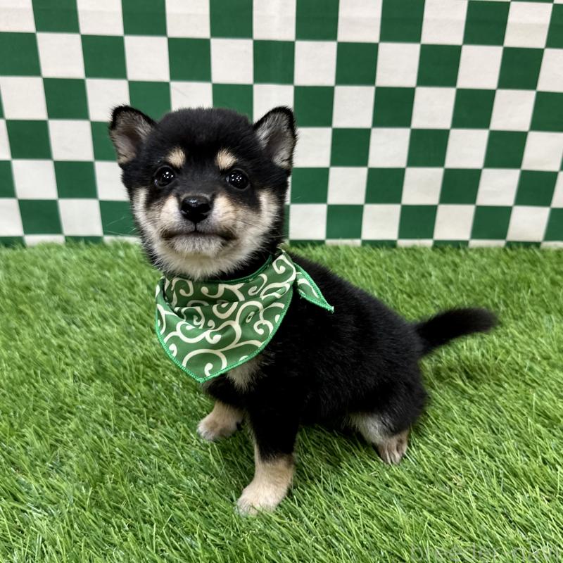 販売中の広島県の豆柴-438628の3枚目