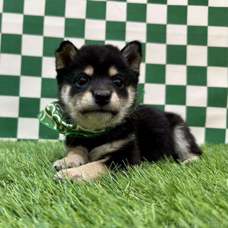 販売中の広島県の豆柴-438628の2枚目