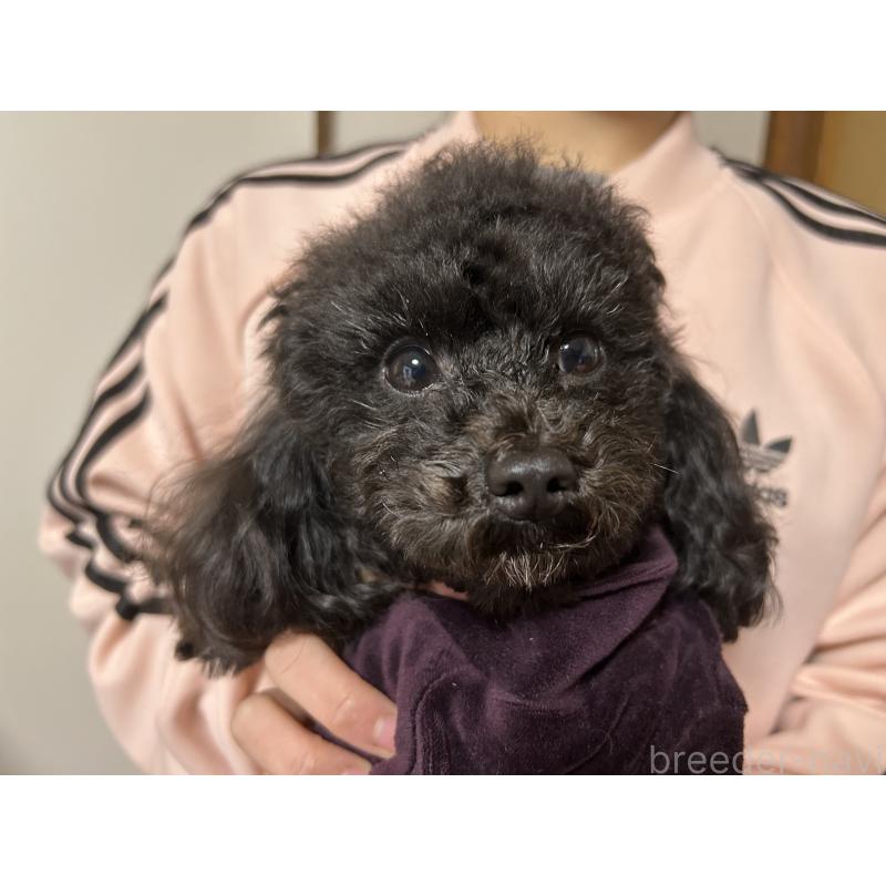 成約済の広島県のティーカッププードル-435209の2枚目