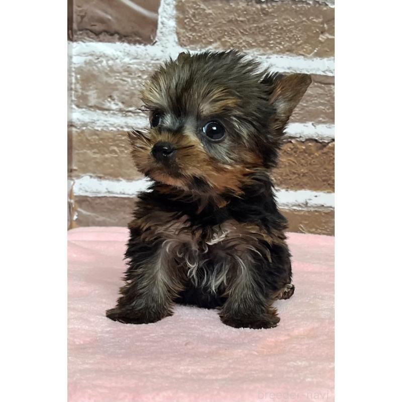 販売中の鹿児島県のヨークシャーテリア-437194