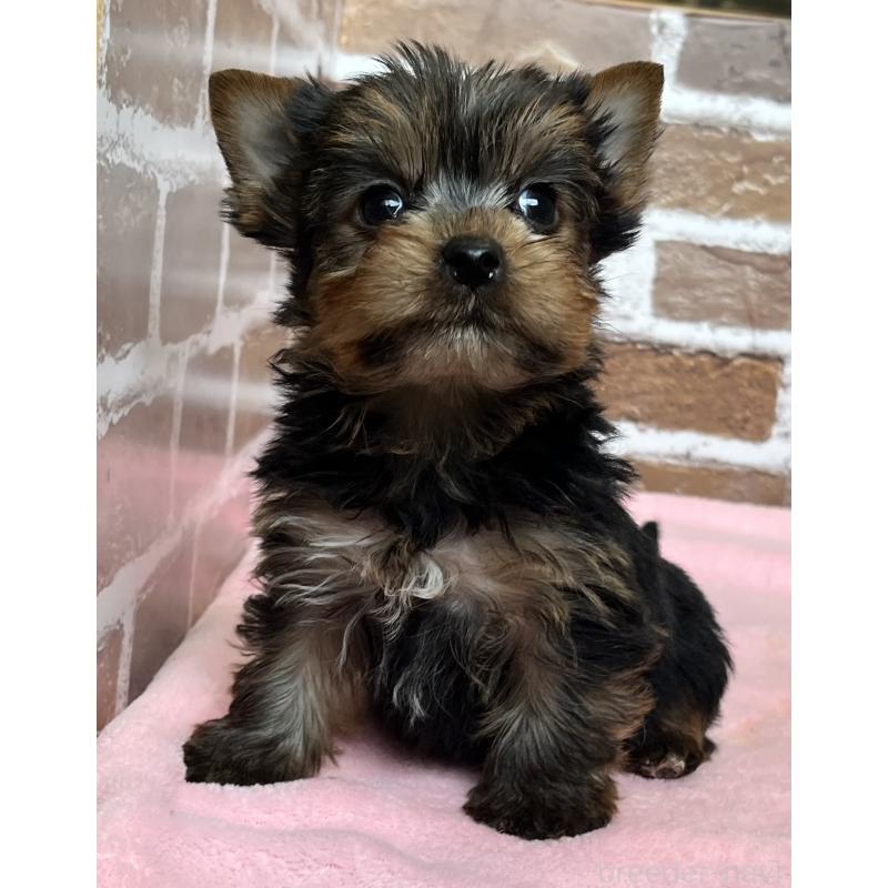 販売中の鹿児島県のヨークシャーテリア-435227