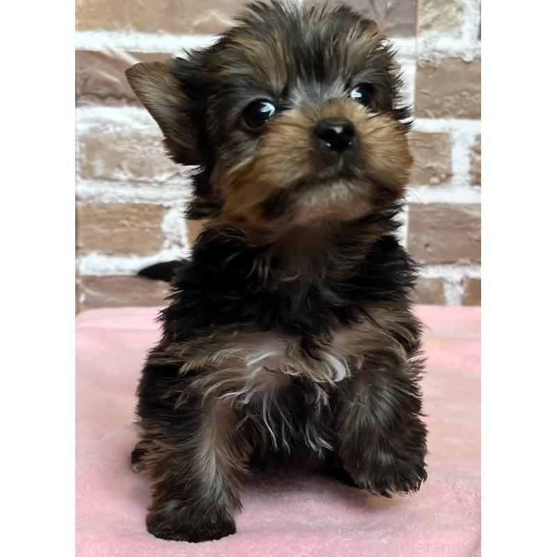 成約済の鹿児島県のヨークシャーテリア-435227の11枚目