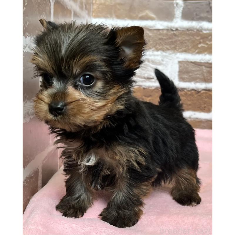 成約済の鹿児島県のヨークシャーテリア-435227の10枚目