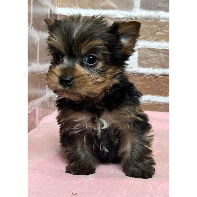 成約済の鹿児島県のヨークシャーテリア-435227の9枚目