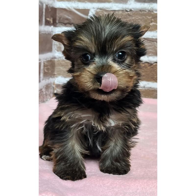 成約済の鹿児島県のヨークシャーテリア-435227の8枚目