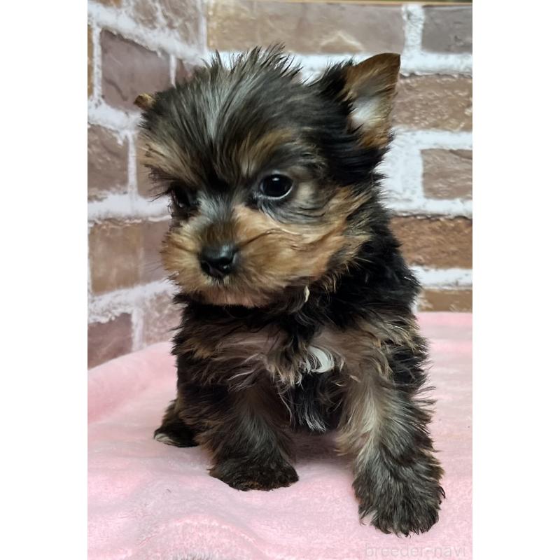 成約済の鹿児島県のヨークシャーテリア-435227の7枚目