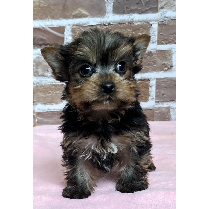 成約済の鹿児島県のヨークシャーテリア-435227の6枚目