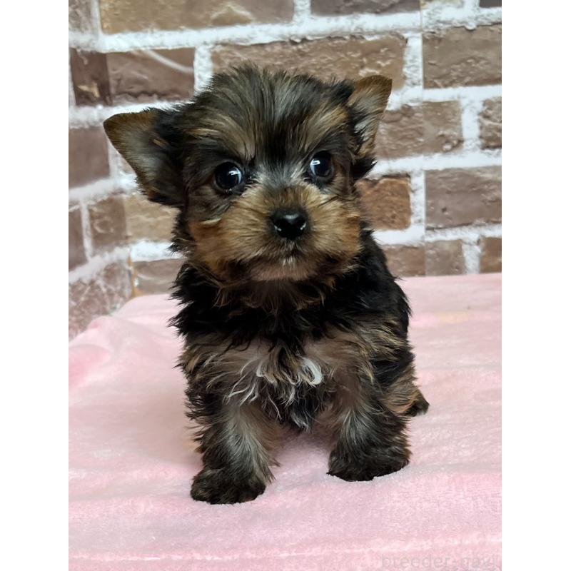 成約済の鹿児島県のヨークシャーテリア-435227の5枚目