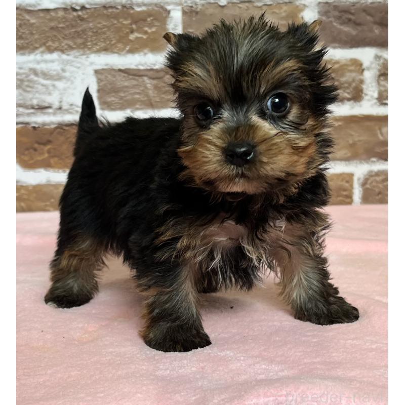 成約済の鹿児島県のヨークシャーテリア-435227の4枚目