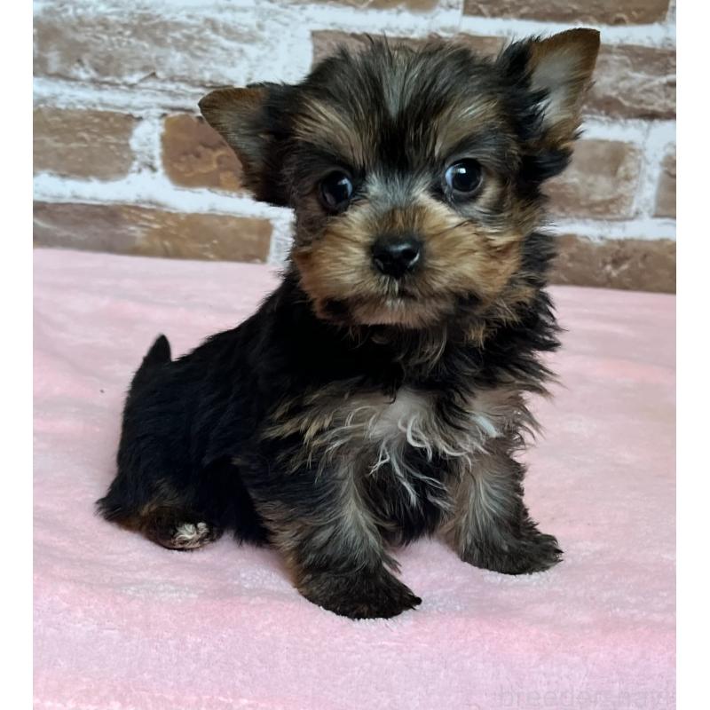 成約済の鹿児島県のヨークシャーテリア-435227の3枚目