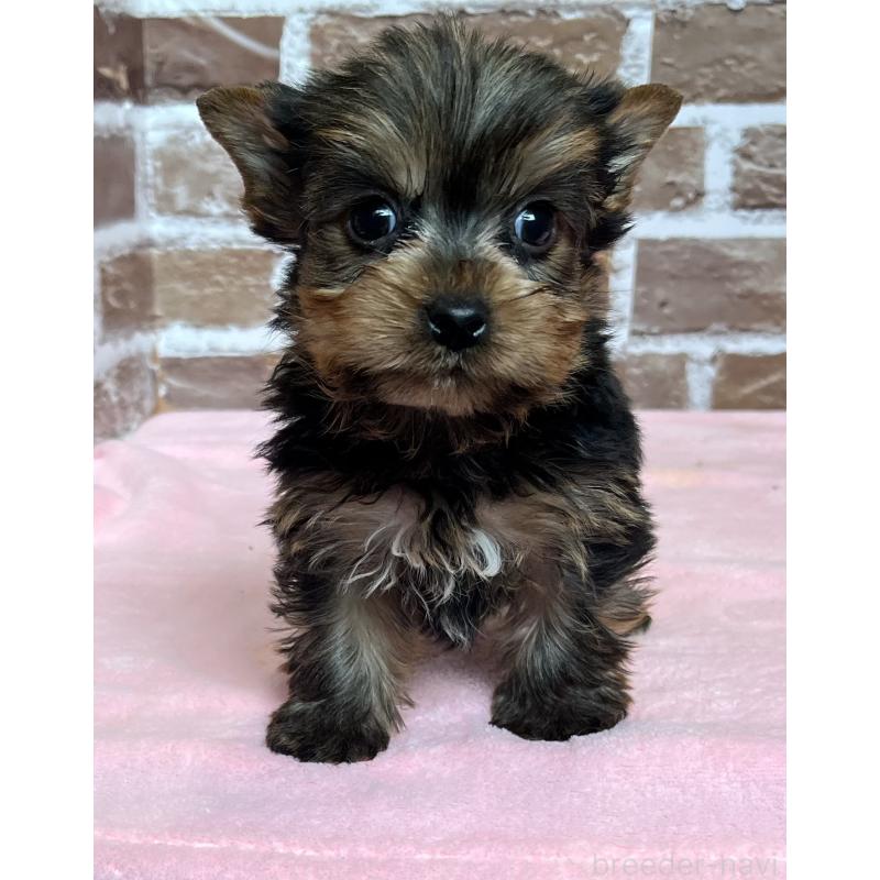 成約済の鹿児島県のヨークシャーテリア-435227の2枚目