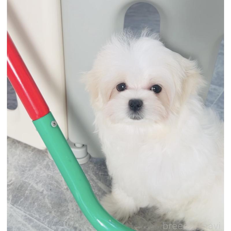 成約済の福岡県のマルチーズ-427537の3枚目